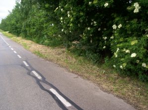 dead_flowers_on_a_mowed_verge