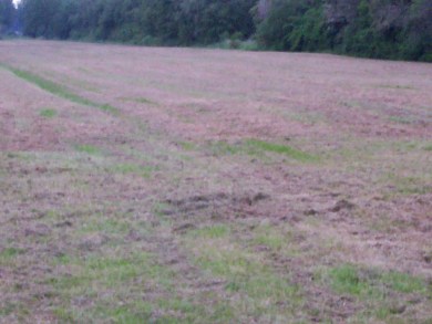 mowed_grassfield_in_june