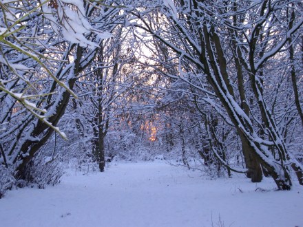 snowy_forest_path_at_sunset