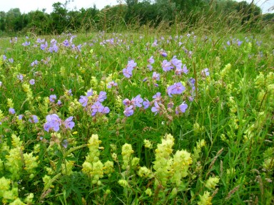wild_flowers_in_a_nature_reserve