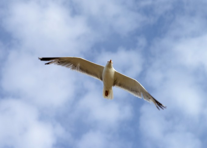 seagull_july_2013-3