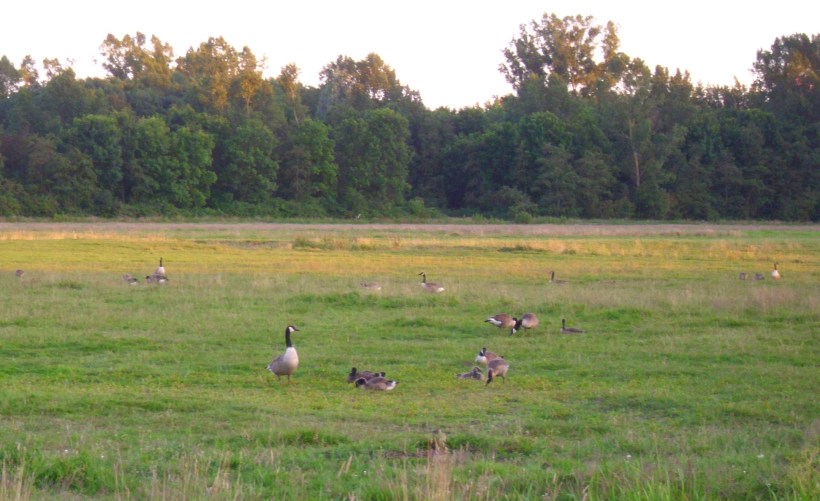 wild_geese_2
