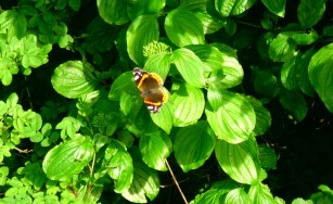 Butterfly_on_green_leafs