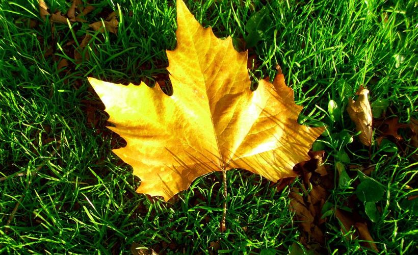 (2012)_Autumn_leaf_in_sunshine