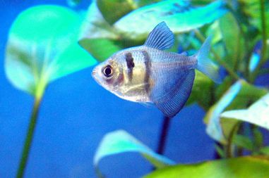 800px-BlackTetras[1]