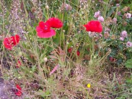 af6d7ea9d9-Flowers_on_unmowed_verge