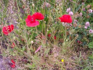 af6d7ea9d9-Flowers_on_unmowed_verge