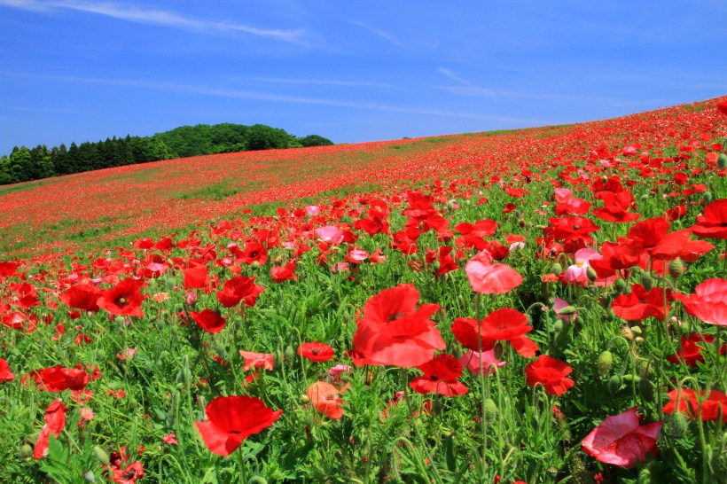 Minano_Papaver_Rhoeas_Field_1