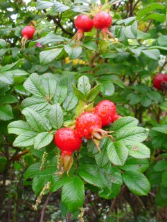 Rose-hips