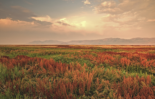 Saturation_(22677495477)