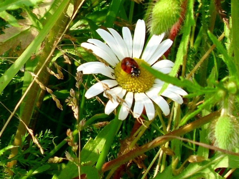 ladybird_on_white_daisy