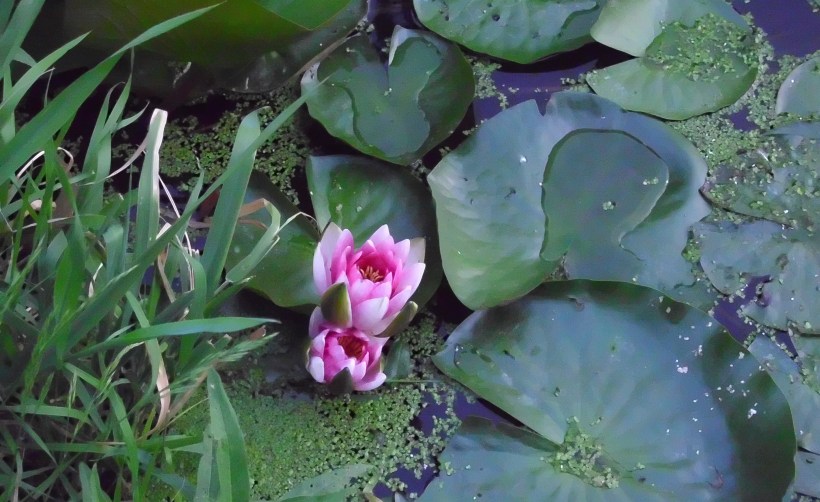 Waterlillies_2